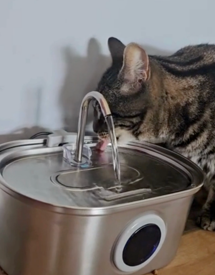 Chat utilisant la fontaine à eau PetCary