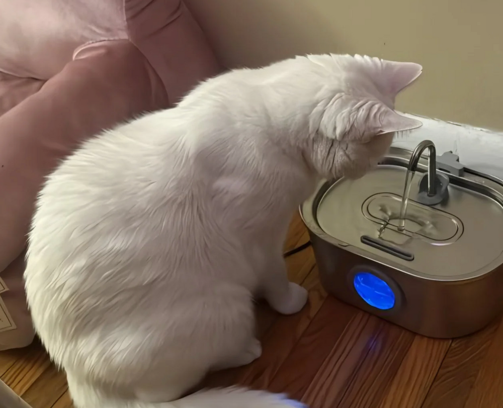 Chat utilisant la fontaine à eau PetCary