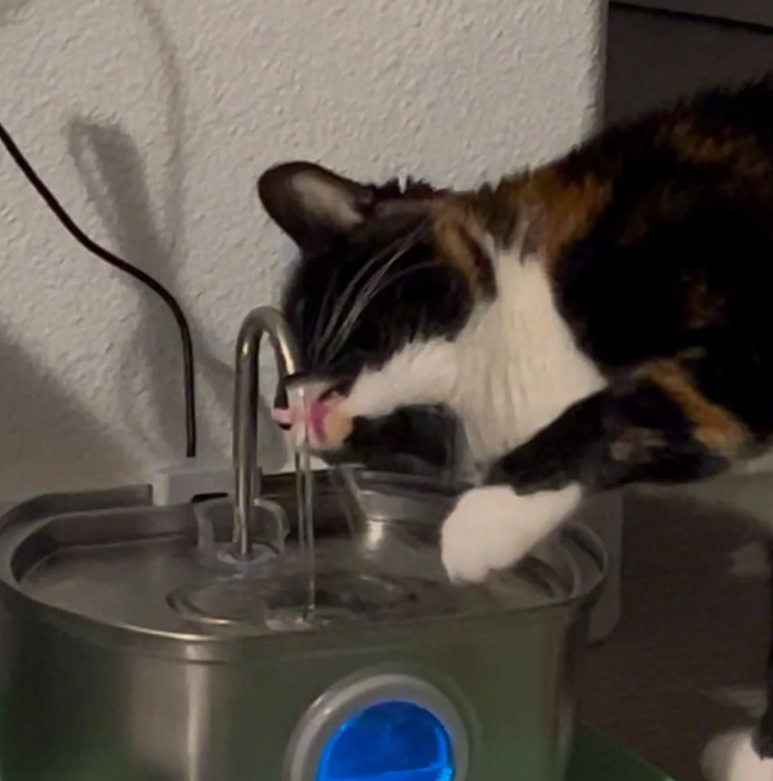 Chat utilisant la fontaine à eau PetCary