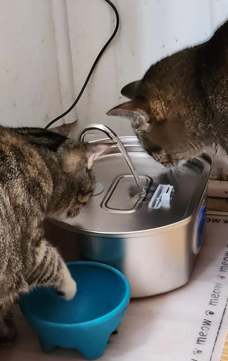 Chat utilisant la fontaine PetCary