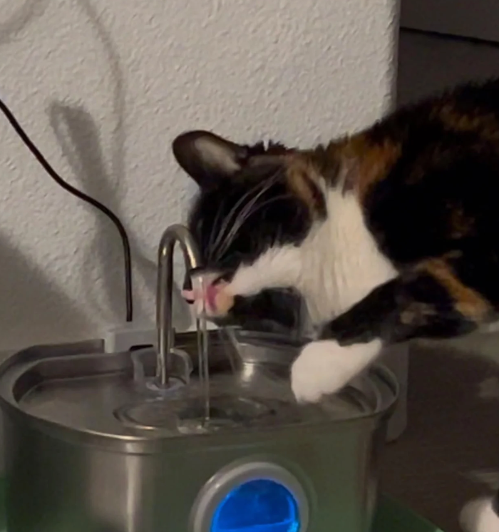 Chat utilisant la fontaine PetCary