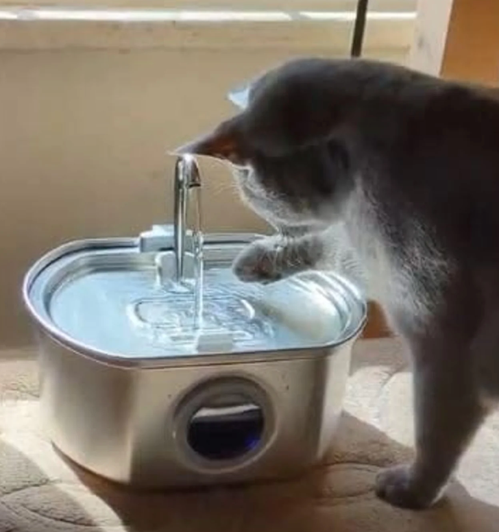 Chat utilisant la fontaine PetCary